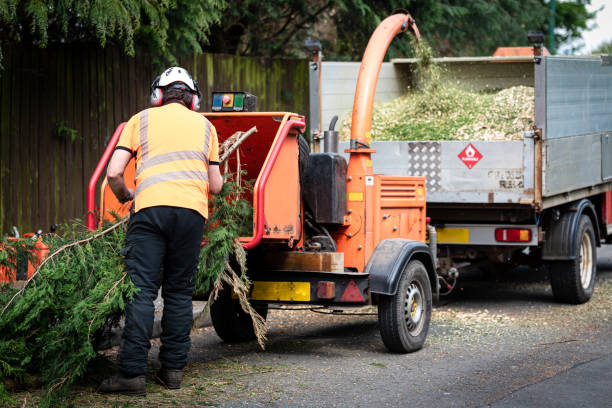 Best Tree Preservation Services  in La Junta, CO